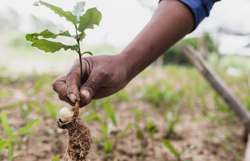 A person's hand holding a seedling by the stem between their index finger and thumb, in the background is soil and other plants