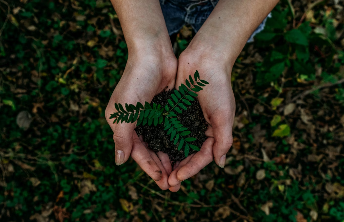 A photo of a person's hands planting a sapling in the soil